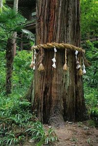 Sacred Rope Around Tree © Institute for Sustainable Architecture and Environments - Kyoto