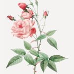Des montagnes du Sichuan aux jardins de la Malmaison : l’histoire de la rose de Chine en France, entre recherche de l’altérité chinoise et construction d’une identité française